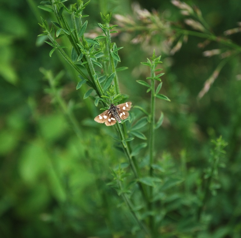 Pyralidae o cosa? - Eurrhypis pollinalis